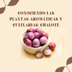 Conociendo las plantas aromáticas y culinarias: Chalote, nutricionista, nutricionista clínica