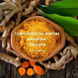 Conociendo las plantas culinarias: Cúrcuma, nutricionista, nutricionista clínica