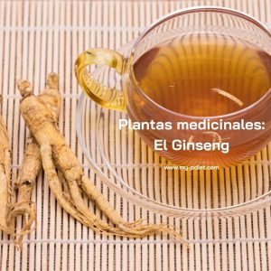 Plantas medicinales: El Ginseng, nutricionista, nutricionista holistica