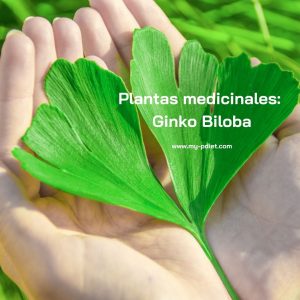 Conociendo plantas medicinales: Ginko Biloba, nutricionista, nutricionista clínica