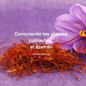 Conociendo las plantas culinarias: el azafrán, nutricionista, nutricionista clínica