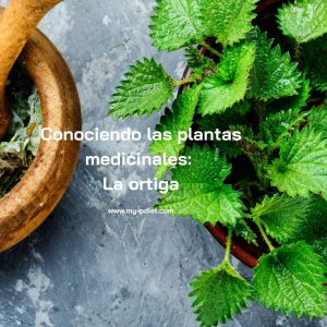 Conociendo las plantas medicinales: La ortiga, nutricionista, nutricionista clínica