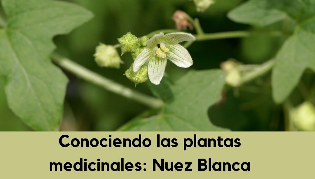 Conociendo las plantas medicinales: Nuez Blanca, nutricionista, nutricionista clínica