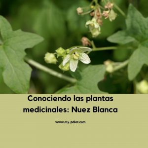 Conociendo las plantas medicinales: Nuez Blanca, nutricionista, nutrición clínica