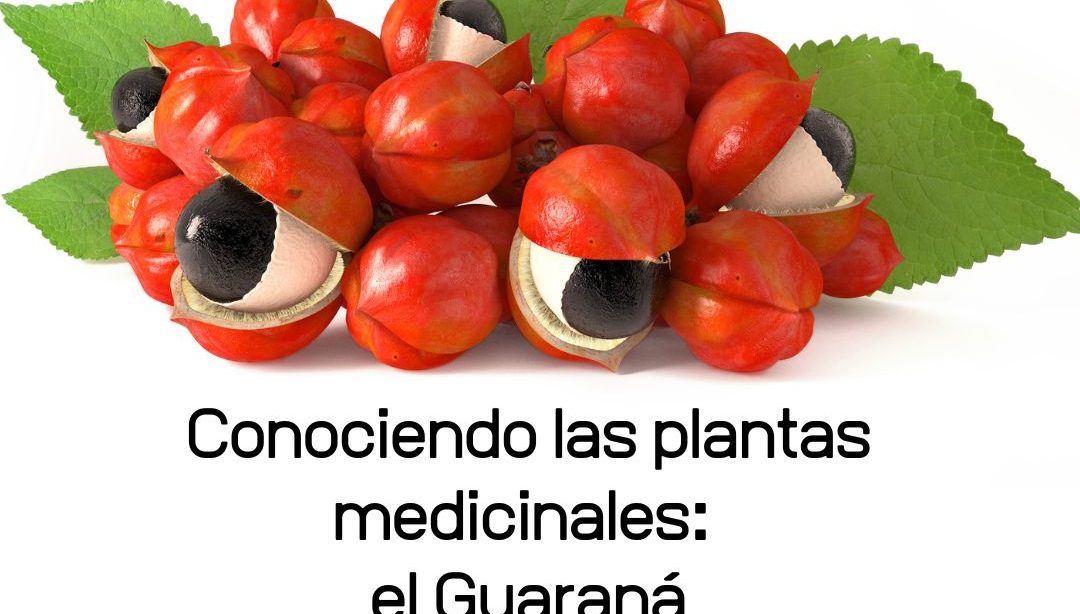 Conociendo las plantas medicinales: el Guaraná, nutricionista, nutricionista clínica